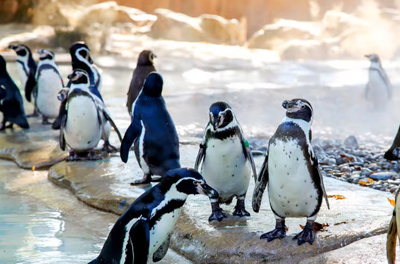 London Zoo 